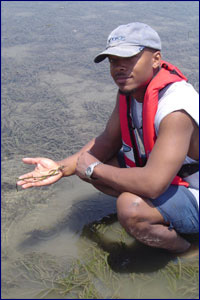 Napoleon in Seagrass